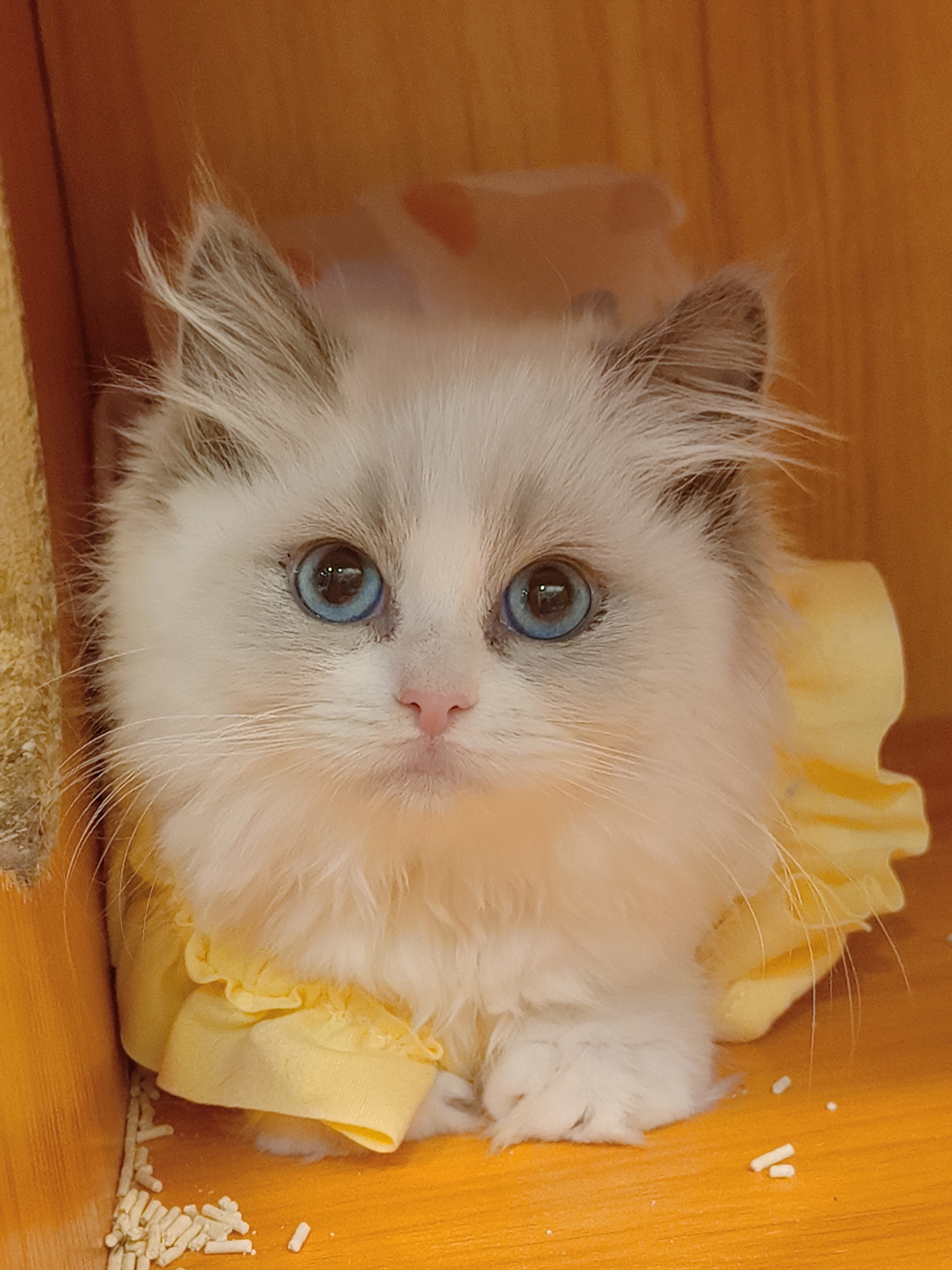 精品蓝双布偶妹妹,满耳满背,送套用品